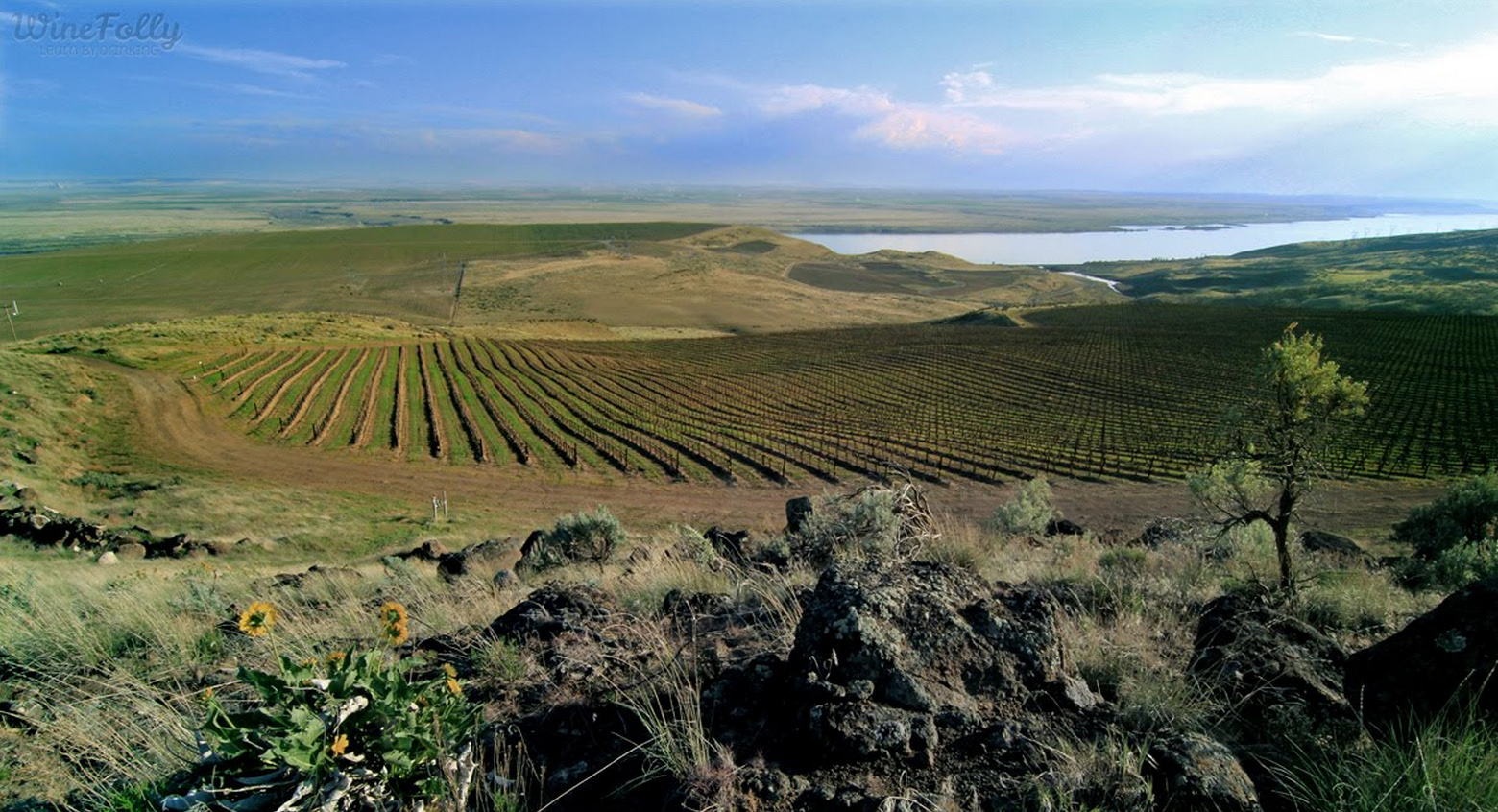 alder ridge vineyards horse heaven hills columbia river washington wine country alder ridge vineyards horse heaven hills columbia river washington wine country