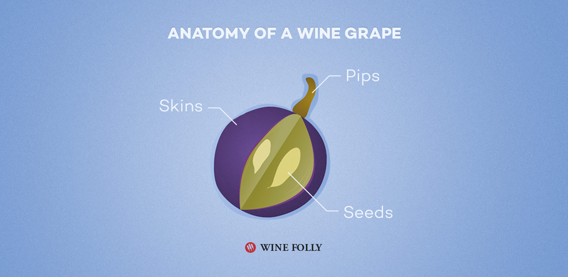 Anatomy of a wine grape - illustration by Wine Folly