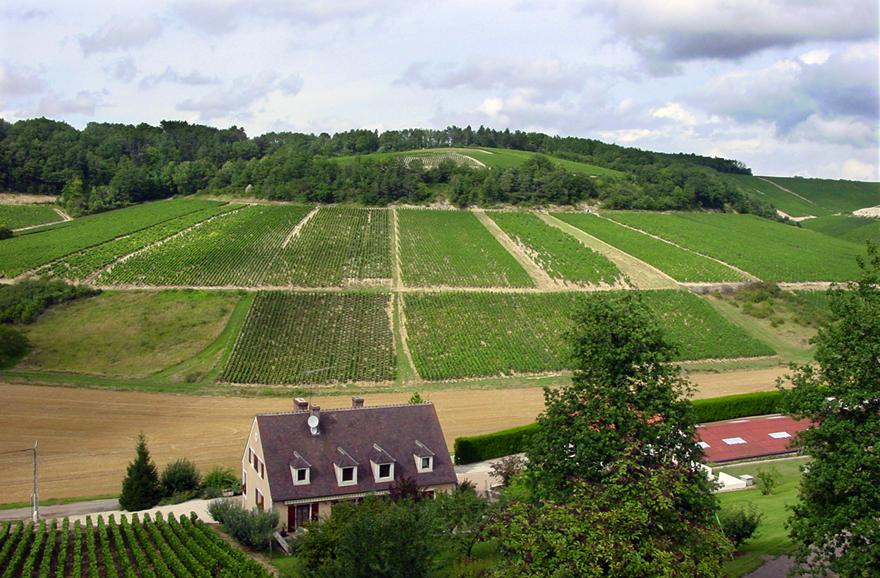 Chablis Wine Region Vineyards with Clay Marl Soils by Adnan Yahya