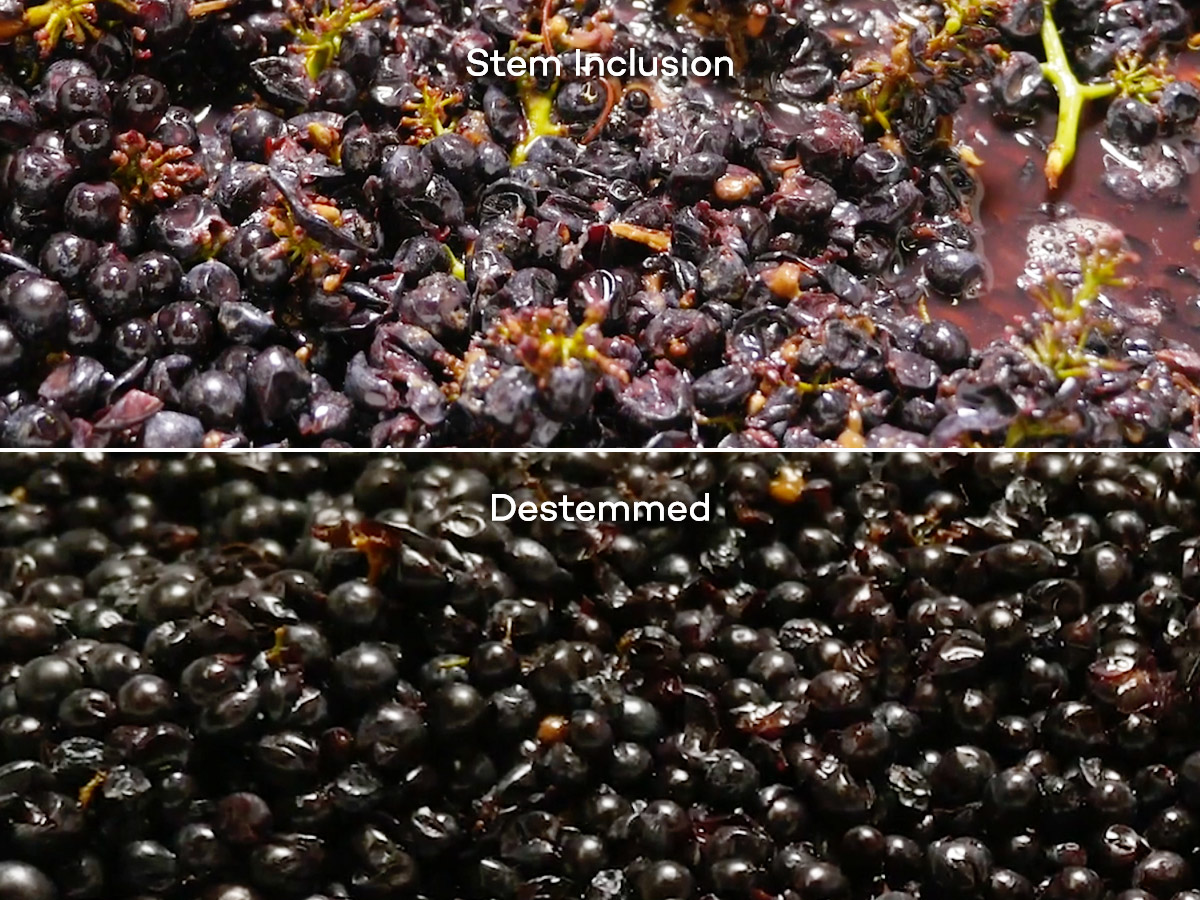 destemmed-versus-whole-cluster-stem-inclusion-winemaking
