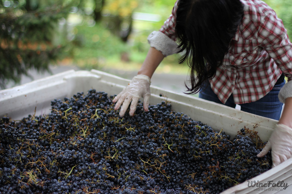 Madeline Puckette sorts Klipsum Vineyards grapes at JM Cellars