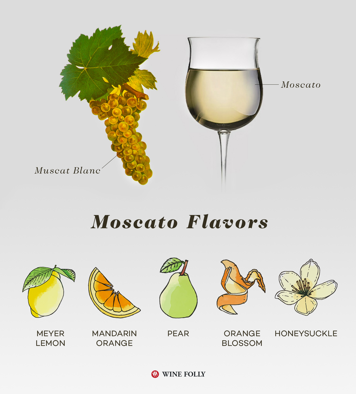 Moscato Bianco Taste Profile infographic by Wine Folly
