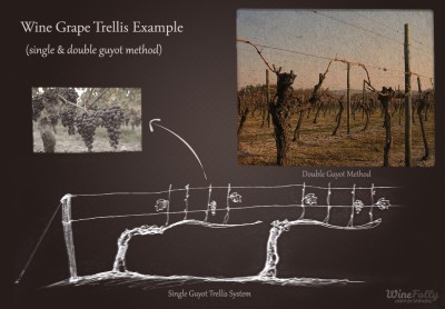 single-and-double-guyot-trellis-method-wine-grape-trellis single-and-double-guyot-trellis-method-wine-grape-trellis