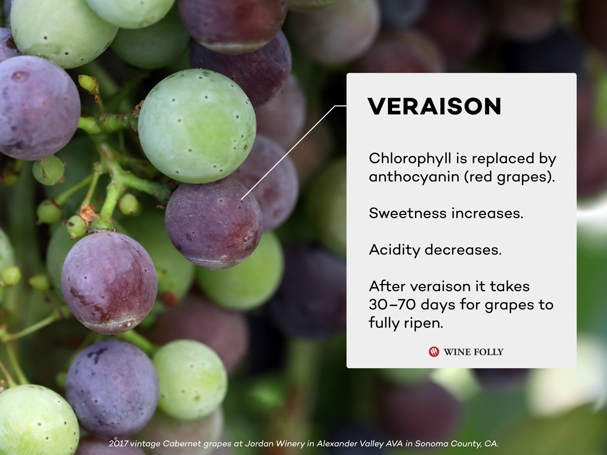 Veraison Facts Wine