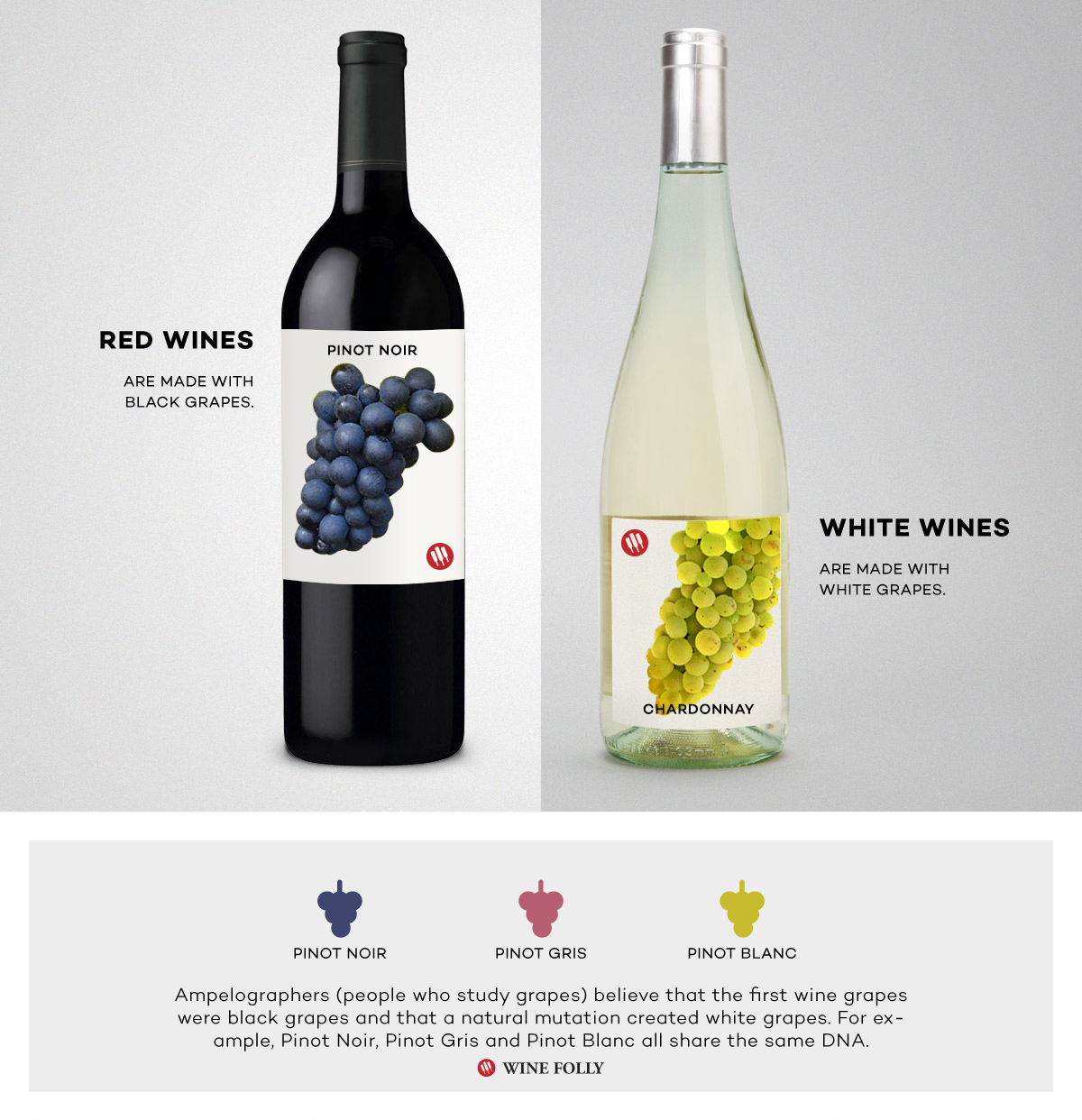 Red wine vs White Wine Pinot Noir and Chardonnay Comparison by Wine Folly