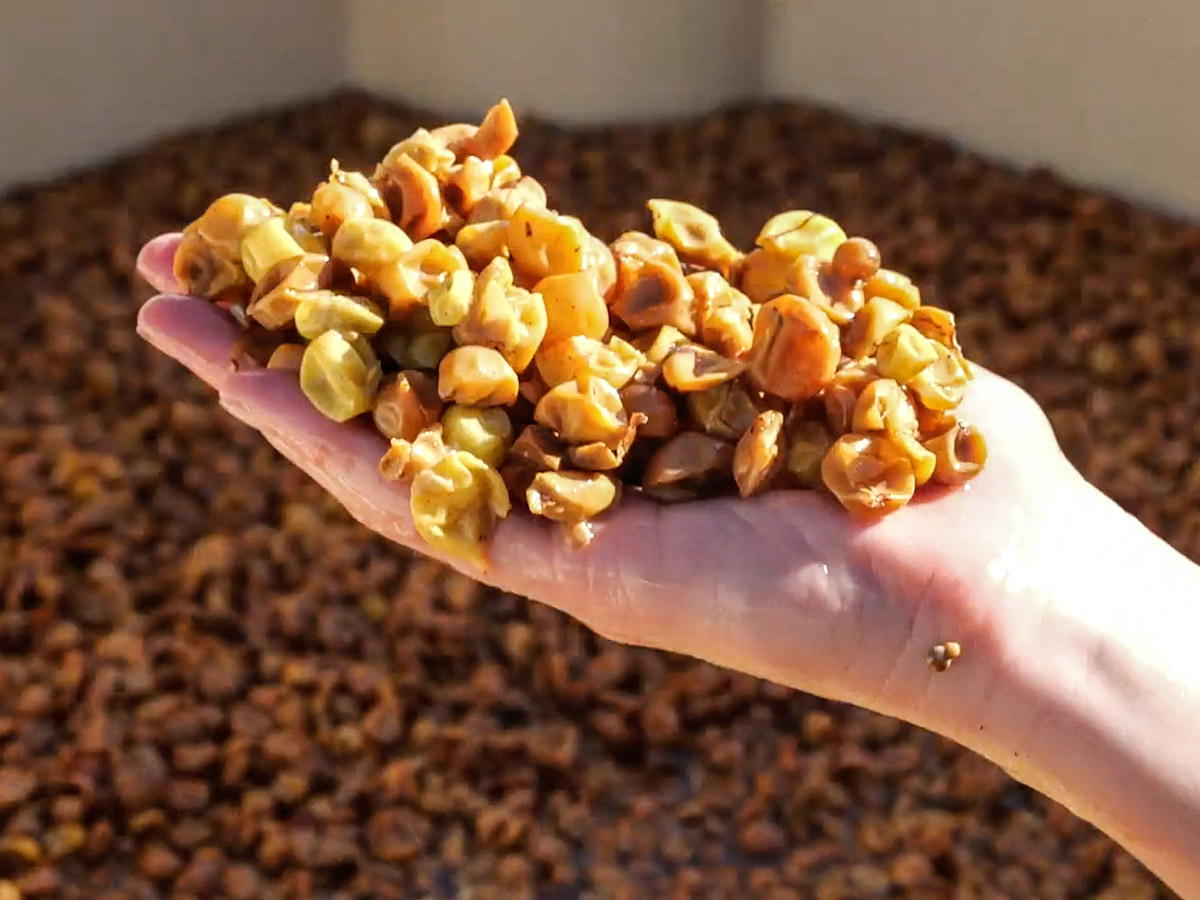 white wines skin phenolic extraction - pomace