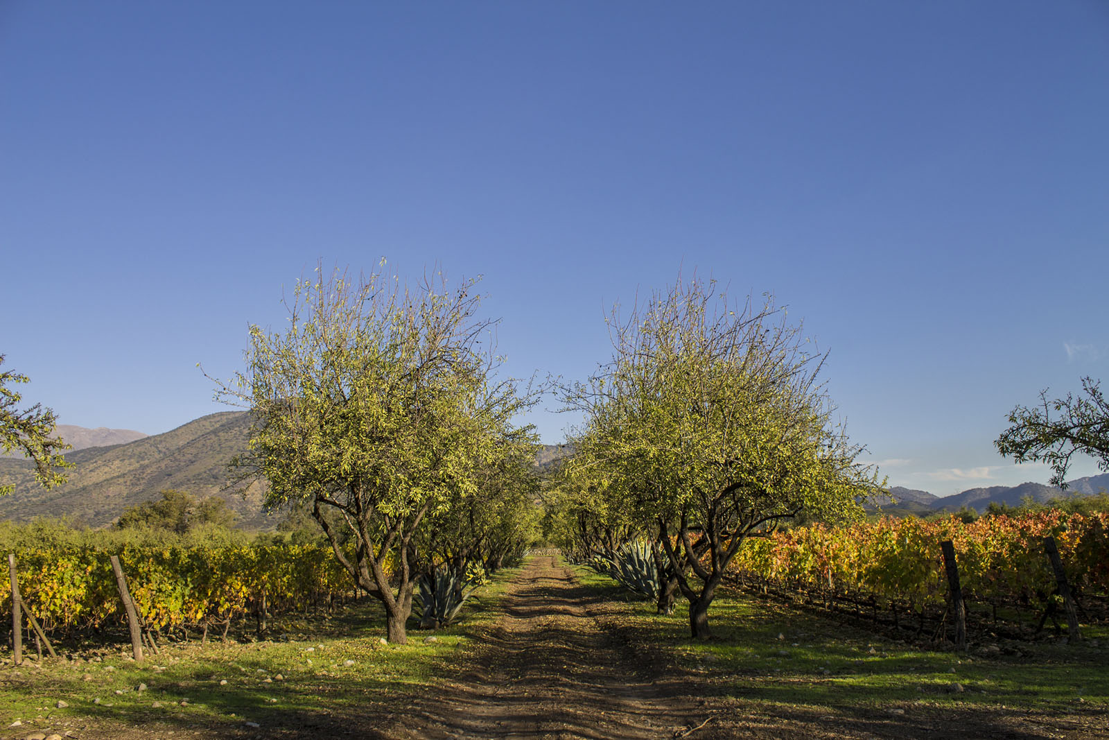 Antiyal in Maipo region of Chile is a biodynamic estate