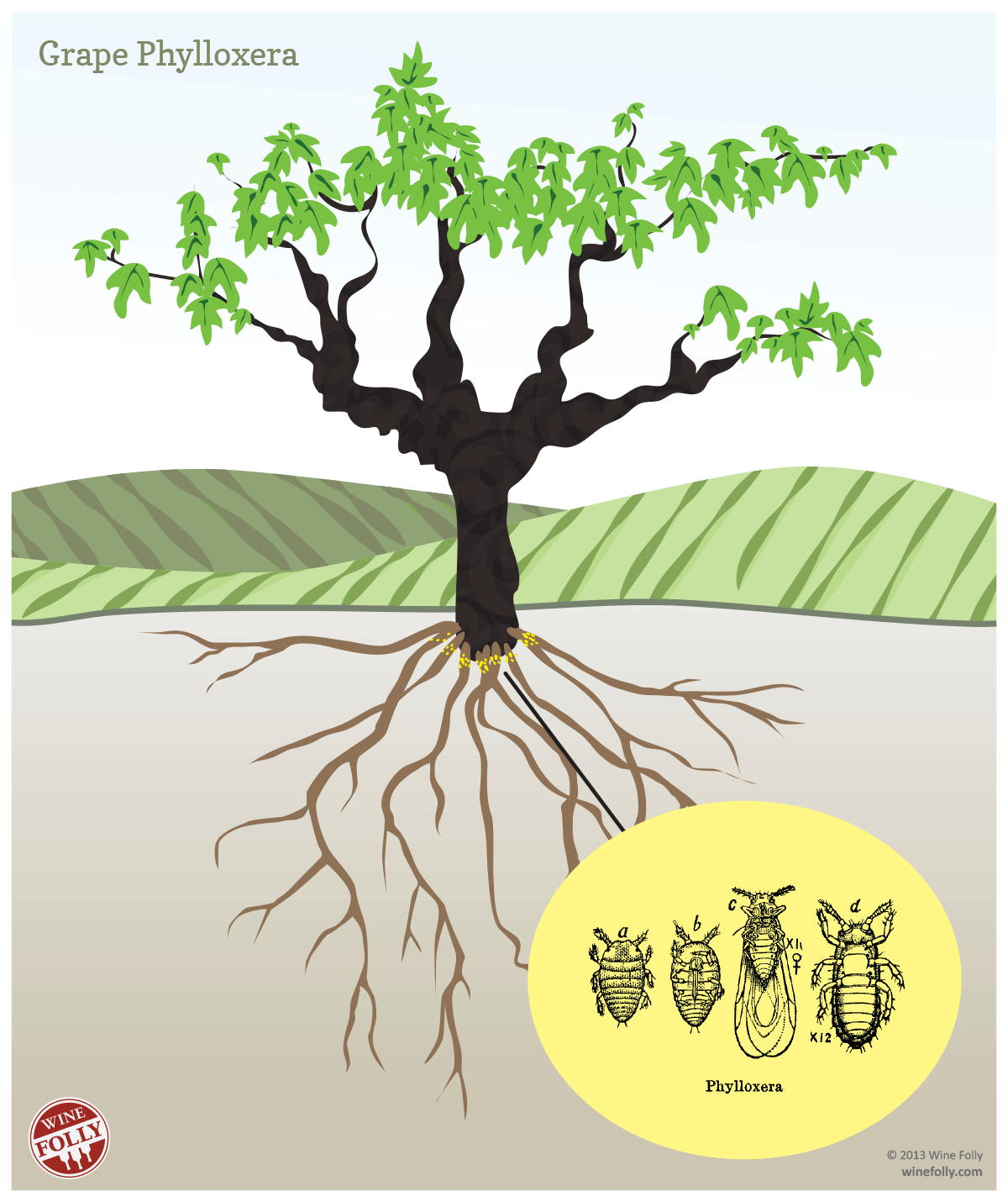 grape-vine-roots-phylloxera-illustration