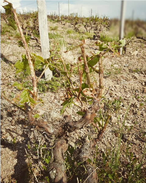 Hail storms in Chiroubles, Beaujolais in 2016 damaged the crop