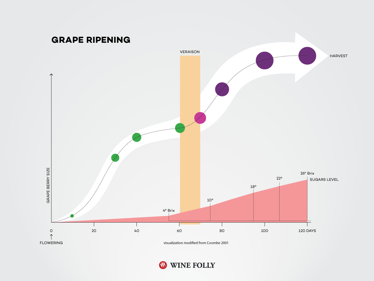 Wine Grape Ripening Chart by Wine Folly